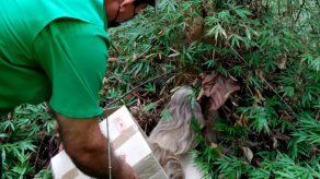 MiAmbiente informó que las especies rescatadas han sido evaluadas por los especialistas veterinarios de la Sección de Biodiversidad y Vida Silvestres. MiAmbiente informó que las especies rescatadas han sido evaluadas por los especialistas veterinarios de la Sección de Biodiversidad y Vida Silvestres.