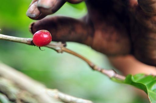 Productores de café de Honduras enfrentan crisis alimentaria a causa de la roya