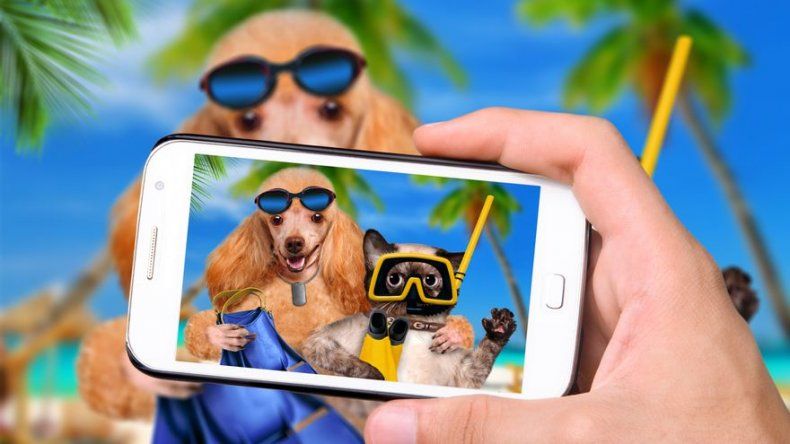App para lograr mejores fotos a perros y gatos