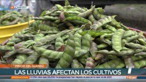 Precio por libra de guandú podría aumentar en diciembre