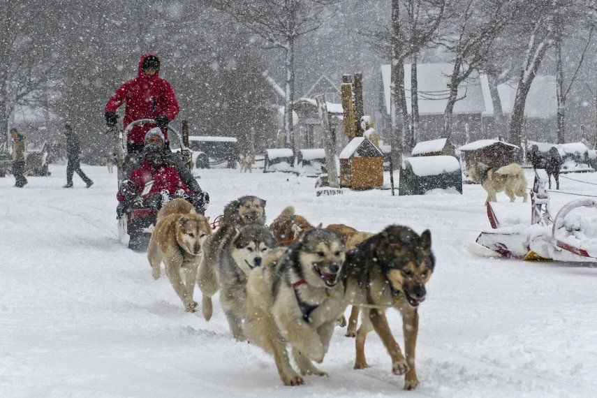 Trineos de perros atraen de nuevo el turismo en la austral Ushuaia