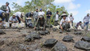 Galápagos: Liberan tortugas en isla de donde se extinguieron