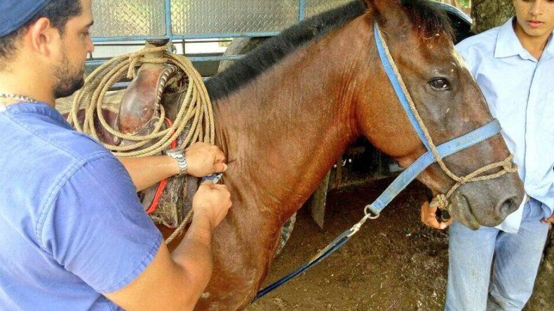 MIDA inicia jornada de vacunación por encefalitis equina