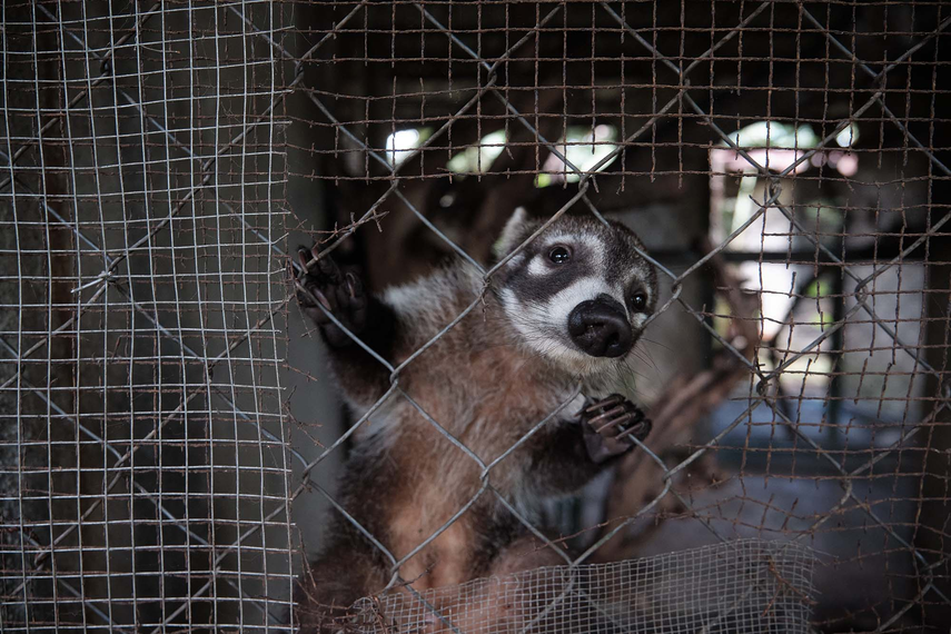 Los animales que no califican a volver a su hábitat quedan como residentes en las instalaciones del Parque Summit