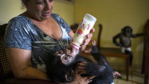 Bióloga cubana cría chimpancés en su apartamento habanero