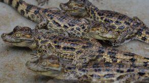 La contaminación amenaza a los caimanes que sobreviven en Río de Janeiro
