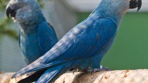 Avistan en Brasil loro azul del que solo quedan 130 ejemplares en cautiverio