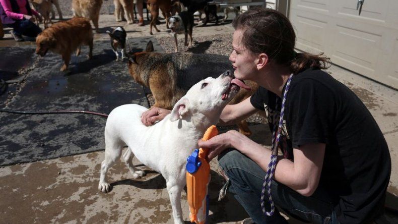 Brote de influenza canina afecta a cientos de perros