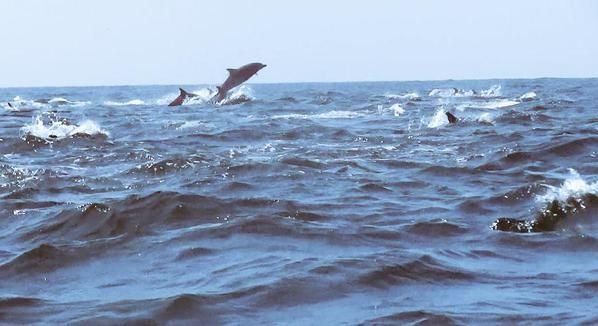 Reportan espectáculo de delfines en Isla Iguana