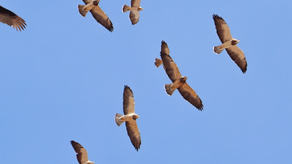 Inicia temporada de migración de aves rapaces en Panamá