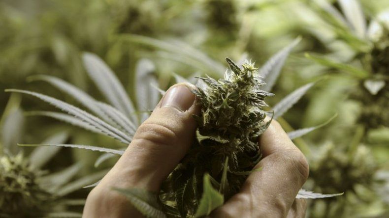 Marruecos principal productor mundial de cannabis, según ONU