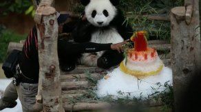 Zoológico de Malasia celebra el primer cumpleaños de osa panda