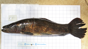 Investigadores encontraron dos especies de peces importantes de Panamá con mercurio.