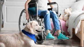 Decreto dicta disposiciones sanitarias a perros de asistencia a personas con discapacidad