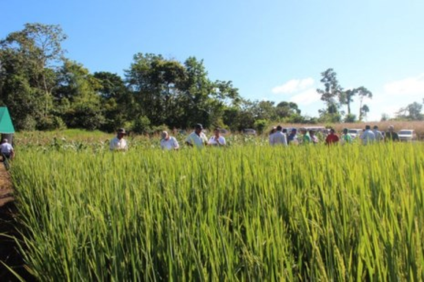 Gremios agricultores suponen considerables perdidas si se mantiene el control de precios en la canasta básica