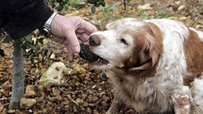 Perra sobrevive a caída desde 45 metros de altura en una montaña en Alemania
