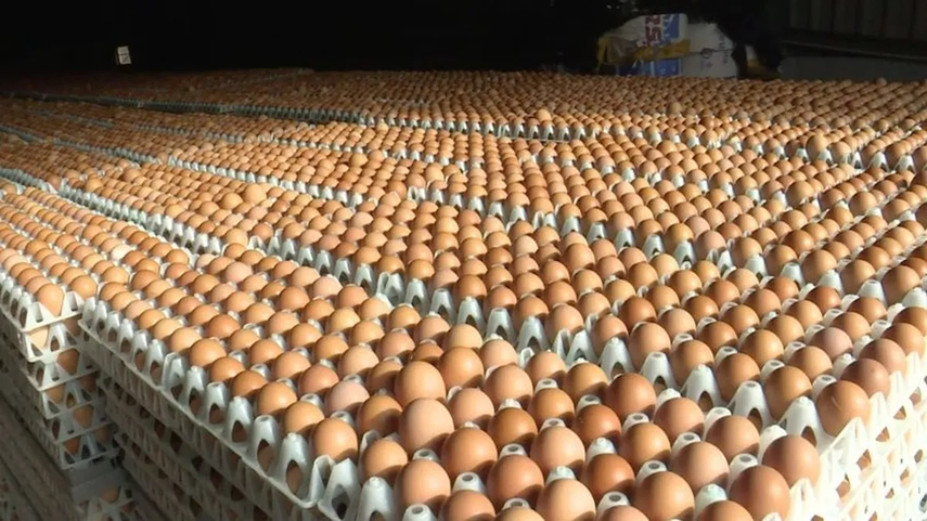 Panamá: El huevo presenta escasez y alza de precio.