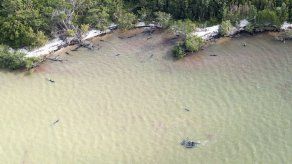 Más de 80 delfines mueren en las costas de Florida