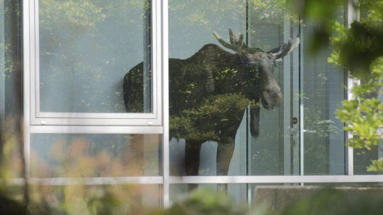 Alce desorientado termina atrapado en oficias en Berlín