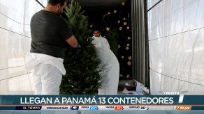 Llegan a Panamá 13 contenedores con arbolitos de Navidad