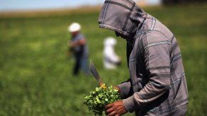 EEUU prohíbe cilantro mexicano por contaminación con heces