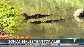 Comparten recomendaciones por la presencia de grandes reptiles