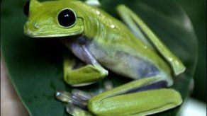 Rana crucificada desata protestas por ofender a católicos