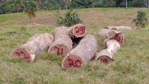 Retienen a varias personas por supuesta tala ilegal de bálsamo en Tortí
