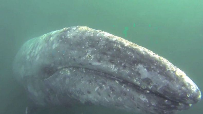Japón reanudará caza comercial de ballenas en 2019