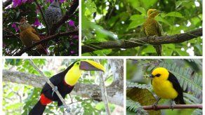 Panamá ocupa posición número 1 en Centroamérica con más especies de aves observadas en un día