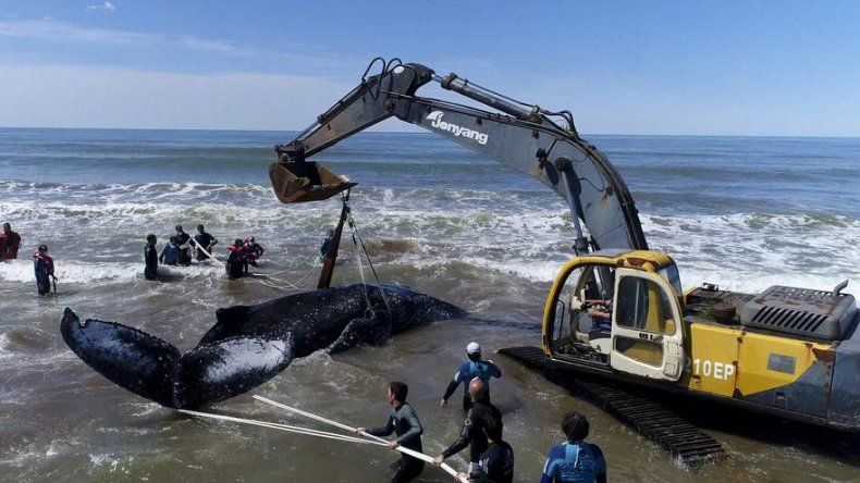 Argentina: devuelven al mar a ballena jorobada encallada