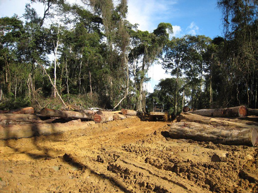 En el sur de Camerún unas 10.000 hectáreas de selva tropical han sido arrasadas en estos últimos años en el marco de la explotación del caucho.