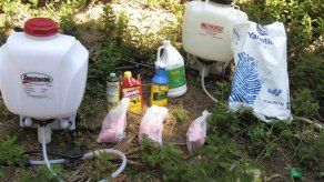 Carteles mexicanos producen marihuana en bosques EU