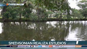 Preocupa muerte de manatíes en Bocas del Toro