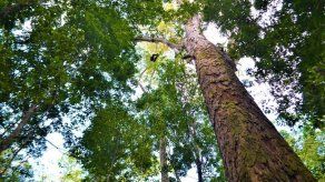 El árbol más grande de la Amazonía mide 88 metros y está a salvo de incendios