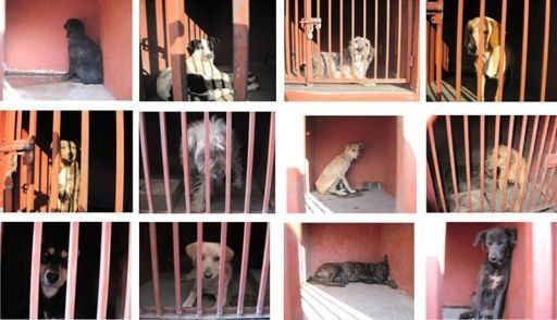 Muertos por ataques de perros en México podría subir de 4 a 5