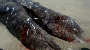 Hallan crías de ballena siamesas en playa mexicana