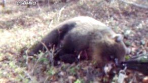 Mujer sobrevive a brutal ataque de oso