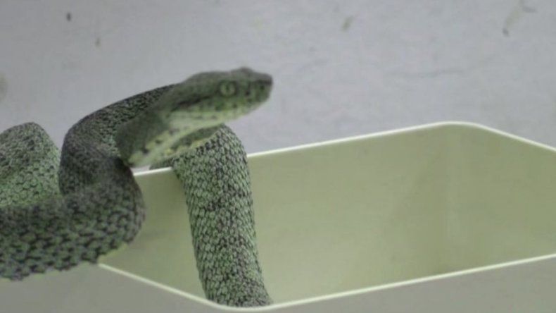 Ecuador: La Odisea De 15 Expertos Contra Las Mordeduras De Serpiente