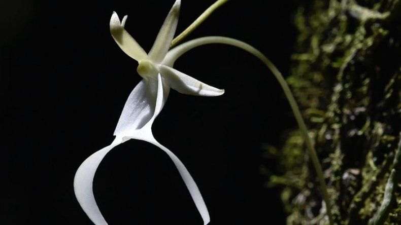 Científicos buscan rescatar a la orquídea fantasma de Florida