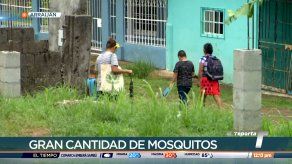 Moradores de Burunga piden fumigación por gran cantidad de mosquitos
