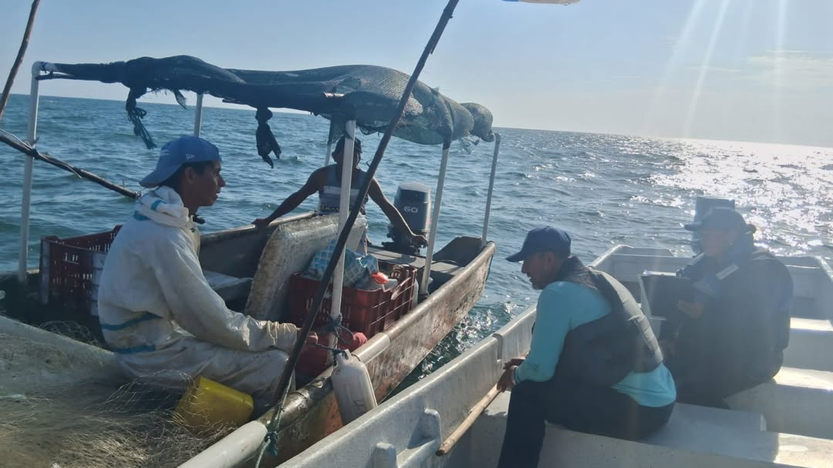 Inicia la primera temporada de pesca de camarón 2026.