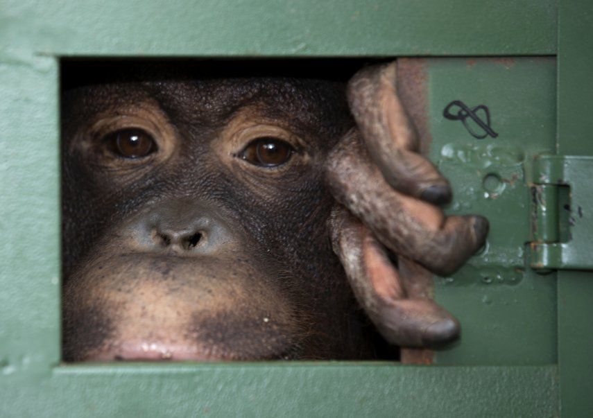 Las autoridades de Tailandia dijeron que están enfocando su atención en evitar crisis futuras vinculadas a la propagación de enfermedades transmitidas de animales a los humanos.