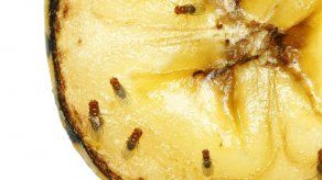 ¿Por qué la mosca de fruta tiene un esperma gigante?