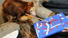 Muere popular canguro arborícola de zoológico de Miami a sus 27 años