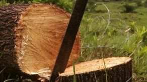 Instalan comisión que investigará la tala de árboles en selva del Darién