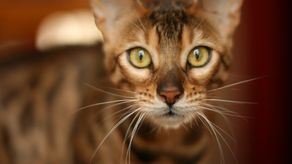 Gato de bengala: Curiosidades y cuidados que debes tener con esta mascota