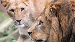 Catorce leones sueltos en Sudáfrica tras escaparse de un parque
