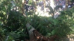 Portugal: caída de árbol provoca 12 muertos en Madeira