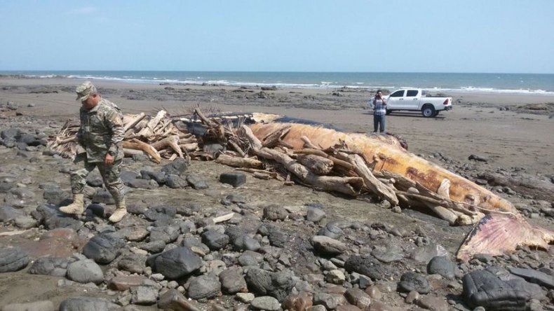 Encuentran ballena muerta en playa El Estero de Las Tablas